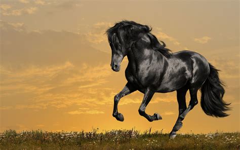 Free Download Beautiful Horse Wallpaper 66 Images 2560x1600 For Your