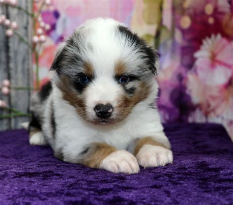 Gospel Blue Merle Male Color Country Aussies
