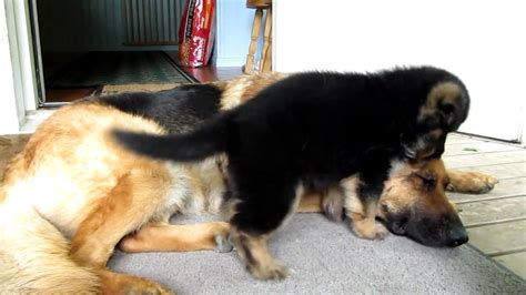 Usually, a female german shepherd dog has 8 puppies in her first litters. In 20 Seconds You'll Know Why This German Shepherd Mom Is ...