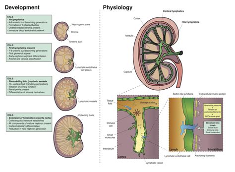 Development Structure And Function Of Kidney Lymphatics Download