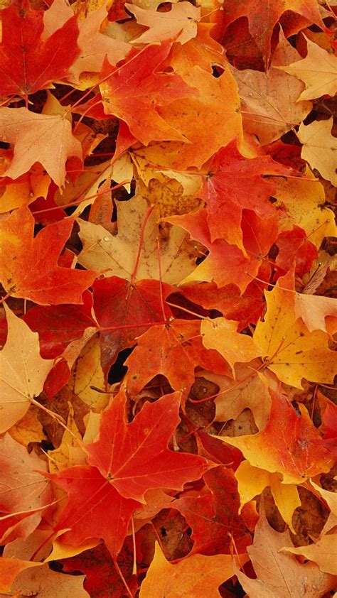 14 Iphone Wallpapers To Fall In Love With Autumn Preppy