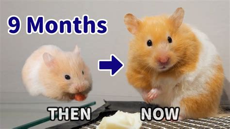 Baby Hamster Fully Grown Before And After Youtube