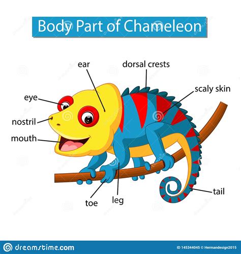 Heart veins human silhouette internal organs human skeleton parts human body digestive organs physiology of human body human body anatomy cartoon cartoon body anatomy kid for parts of body human body blood. Diagram Showing Body Part Of Chameleon Stock Vector ...
