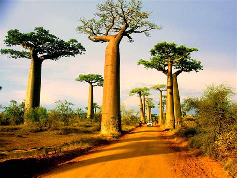 Avenue Of The Baobabs Morondava Madagascar Baobab Tree Amazing