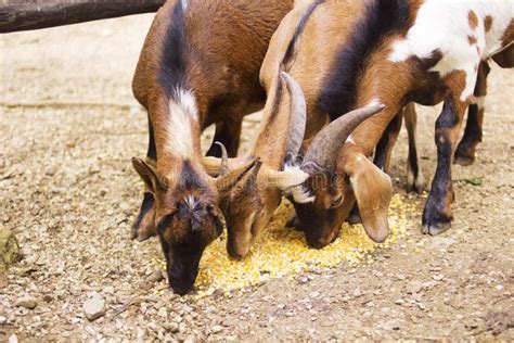 Cabras Que Comen La Paja Imagen De Archivo Imagen De Ramitas 1147621