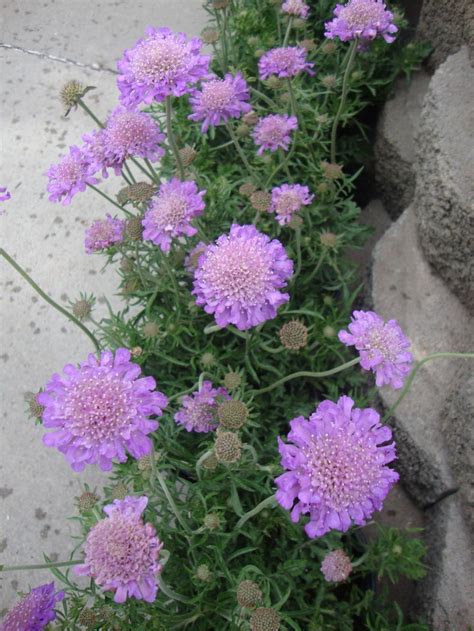 Photo Of The Entire Plant Of Pincushion Flower Scabiosa