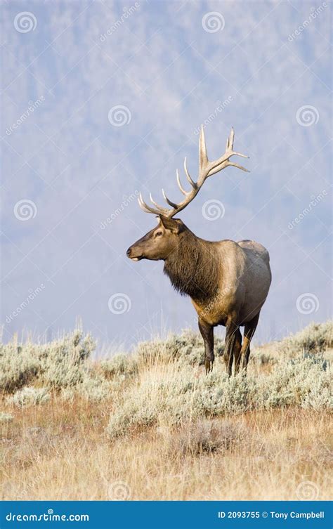 Bull Elk Standing On A Hill Stock Image Image Of Park Nature 2093755