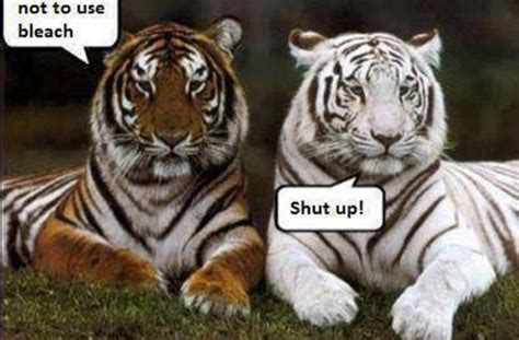 See The Marvelous Funny Tiger And Cat Memes Hilarious Pets Pictures