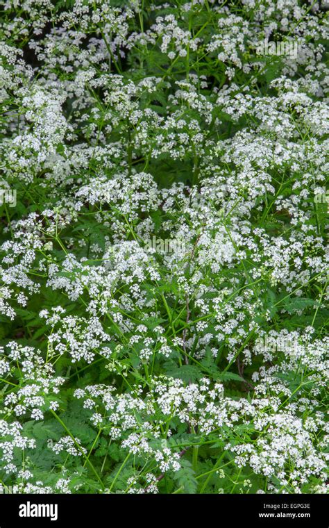 Cow Parsley Anthriscus Sylvestris Top View Of Masses Of White Flowers