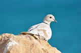 Free Images : sea, bird, wing, seabird, stone, cliff, wildlife, gull ...