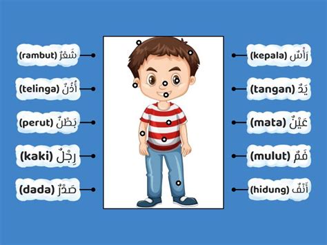 Bahasa Arab Anggota Badan Gambar Rajah Berlabel