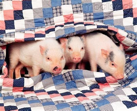 Pigs In A Blanket Cute Piglets Mini Pig Pet Pig