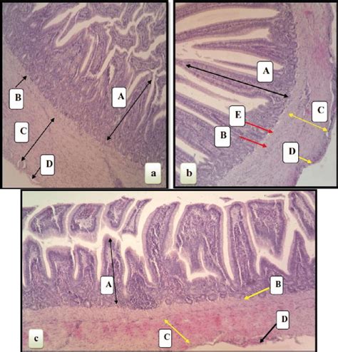 Cross Section Of The Small Intestine Wall Of Mallard Showed Mucosa A