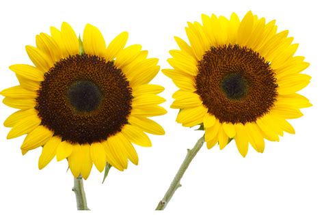 Two Cut Sunflowers Common Sunflower Petal Yellow Sunflower Png