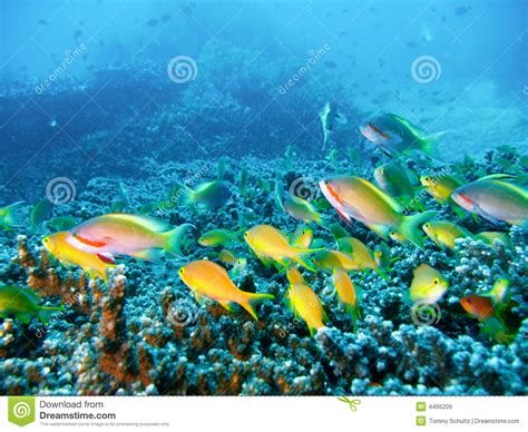 Tropical Coral Reef Fish Royalty Free Stock Images Image