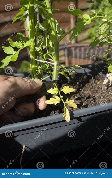 Man Cutting Dead Leaves From A Tomato Plant With Garden Cutters Stock