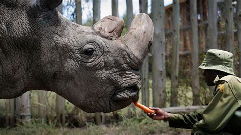 Rhino Embryos Made In Lab To Save Nearly Extinct Subspecies The New
