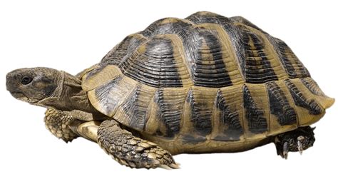 Hermanns Tortoise Transparent Png Stickpng