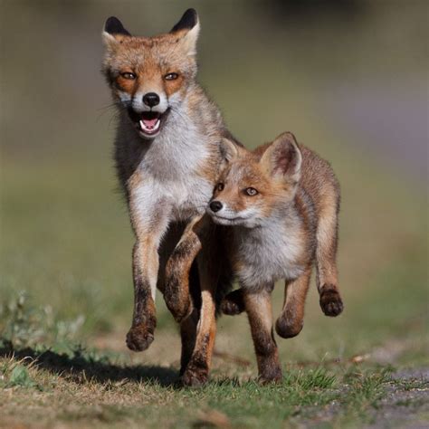 Pin By Carroll James On Foxes Fox Running Animals Beautiful Animals