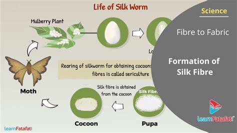 Fibre To Fabric Class 7 Science Formation Of Silk Fibre Life Of