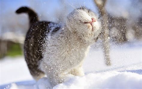 Maybe you would like to learn more about one of these? Winterbilder Tiere Als Hintergrundbild / Lustige Bilder ...