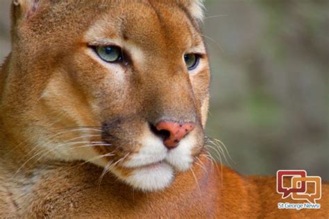 Despite Varied Opinions Utah Wildlife Board Votes To Increase Number Of Cougar Hunting Permits