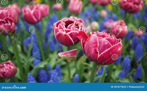 Tulip Flowers In Pink Color And Muscari Lindsay In Blue Color Stock