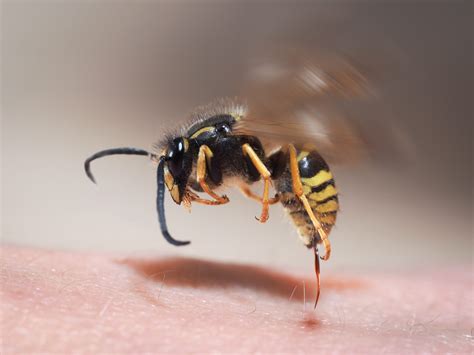 Avoid Getting Stung During Bee Season Graduate Pest Solutions