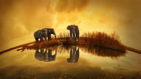 1920x1080 Resolution Elephants Wildlife River Thailand 1080p Laptop