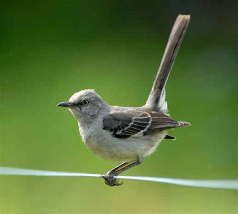 Texas Birds From Flycatchers To Buntings During Focus On Nature Tours