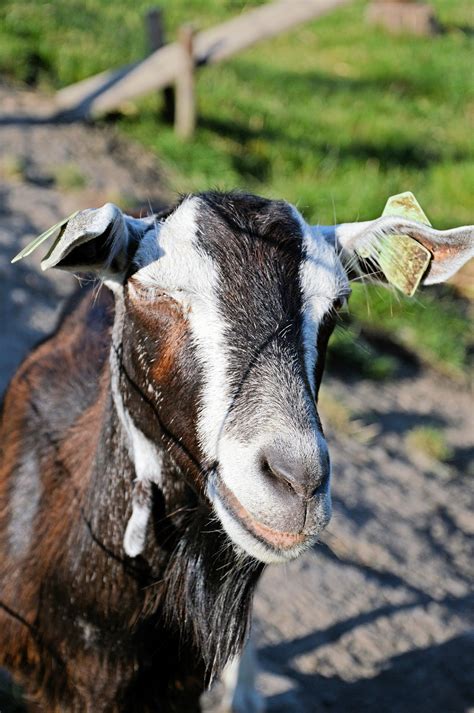 Goats Free Stock Photo Public Domain Pictures