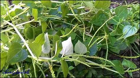 Simple Living In Nancy Pansit Pansitan Growing In My Garden