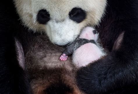 Joy All Round As Photo Of Worlds Newest Baby Panda Shared By Overjoyed