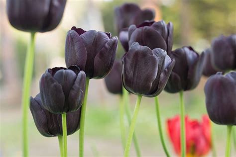 5 Black Tulip Bulbs For Planting Easy To Grow Queen Of The Etsy Uk