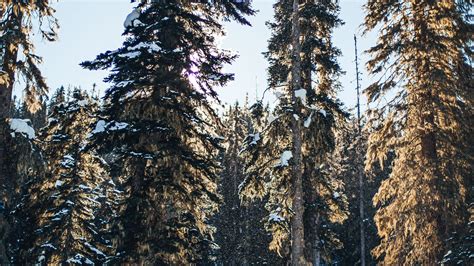 Download Wallpaper 1920x1080 Pines Trees Snow Forest Winter Full Hd