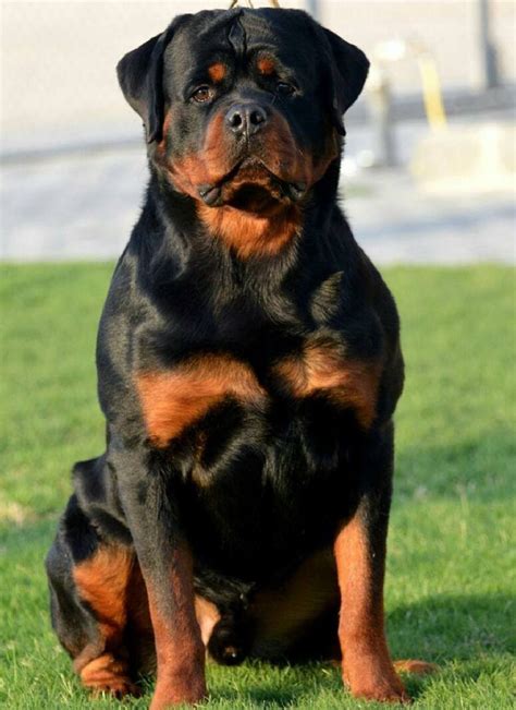 Pin By Tammy Higgs On Rottweiler Love Rottweiler Puppies Dog Breeds