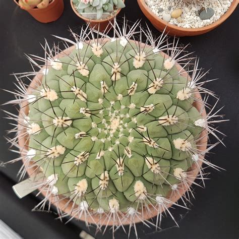 A Stunning Gymnocalycium Virtually Unmarked A Definite First In Any