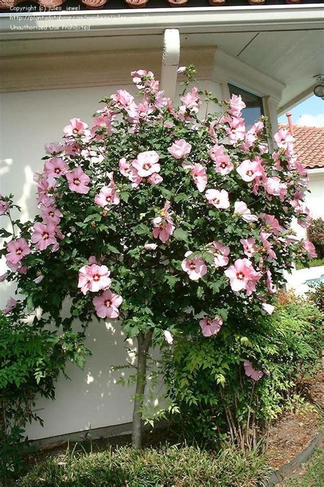 Plantfiles Pictures Rose Of Sharon Althea Hibiscus Syriacus 1 By