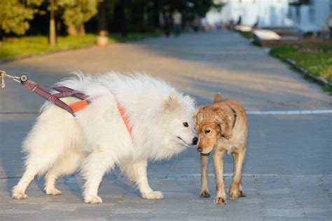 Communication Of Two Dogs At The Evening Walk Around The City Stock