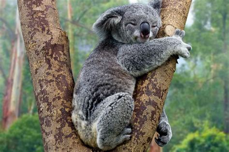 Image Result For Koala Slowest Animal Koala Koala Bear