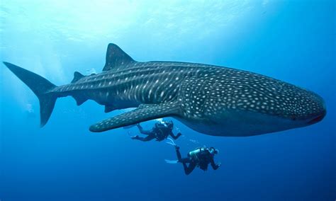 Maldives Holidays Having A Whale Shark Of A Time Daily