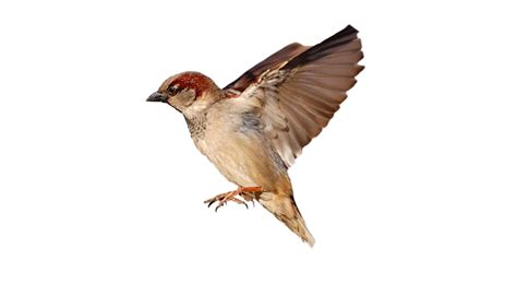 House Sparrow Png Images Transparent Background Png Play