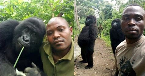 Selfies De Gorilas Humanos Con Guardaparques Del Congo Recorren El