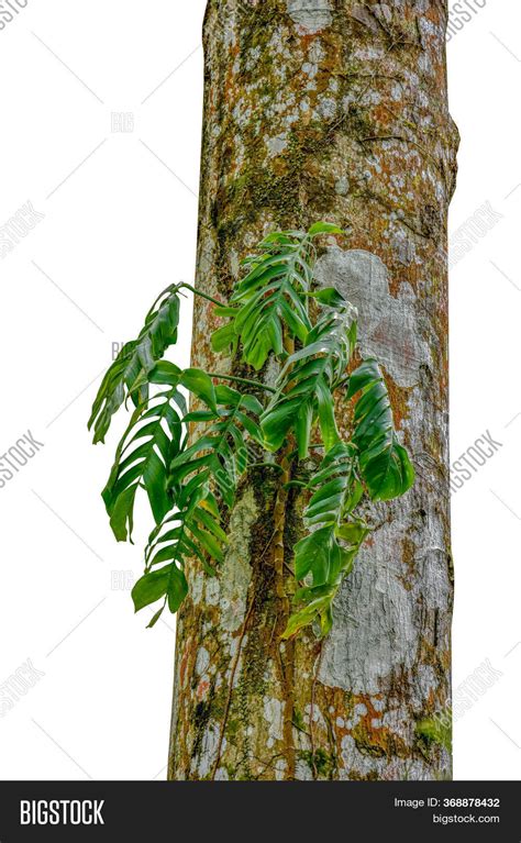 Jungle Tree Trunk Image And Photo Free Trial Bigstock