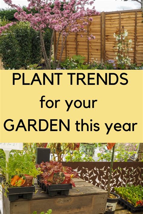 The Top Plant Trends For Your Garden This Year The Middle Sized
