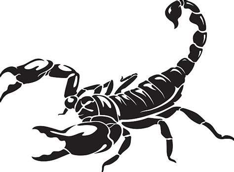 Scorpion Vector Illustrations Royalty Free Vector Graphics And Clip Art