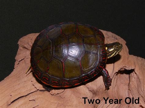 Midland Painted Turtles For Sale The Turtle Source