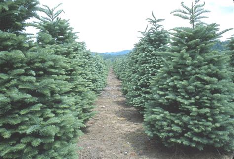 Well, pines are conifers, but why? THE CHRISTMAS TREE DEBATE: Real VS Fake Christmas Tree