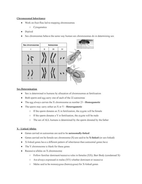 General Biology Exam Final Lecture Notes Chromosomal Inheritance Work On Fruit Flies Led