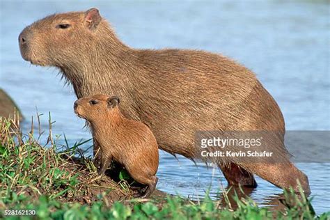 Baby Capybara Photos And Premium High Res Pictures Getty Images